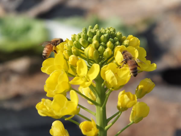 ミツバチは畑の実りに欠かせない仲間です